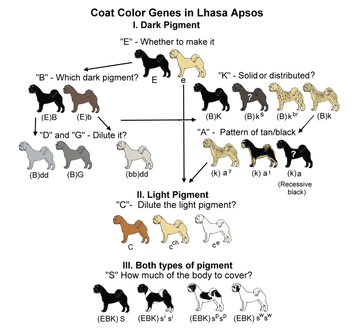 Cocker Spaniel Color Chart