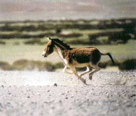 Tibetan Wild Horse