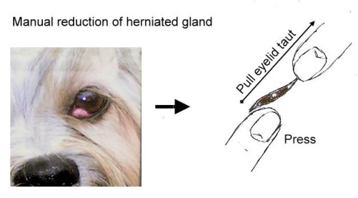 is dog cherry eye contagious