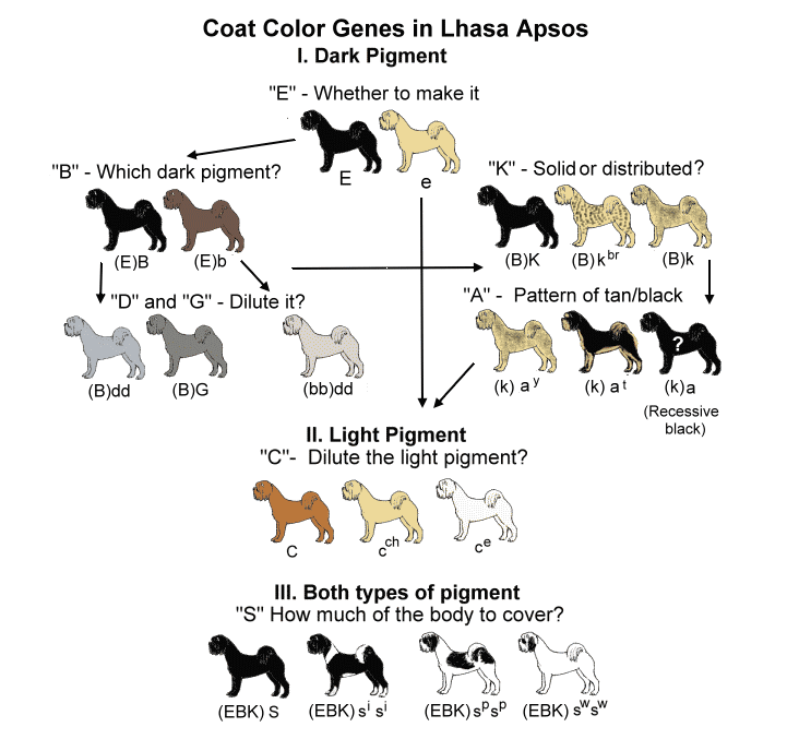 Coat Color Genetics in Lhasa Apsos