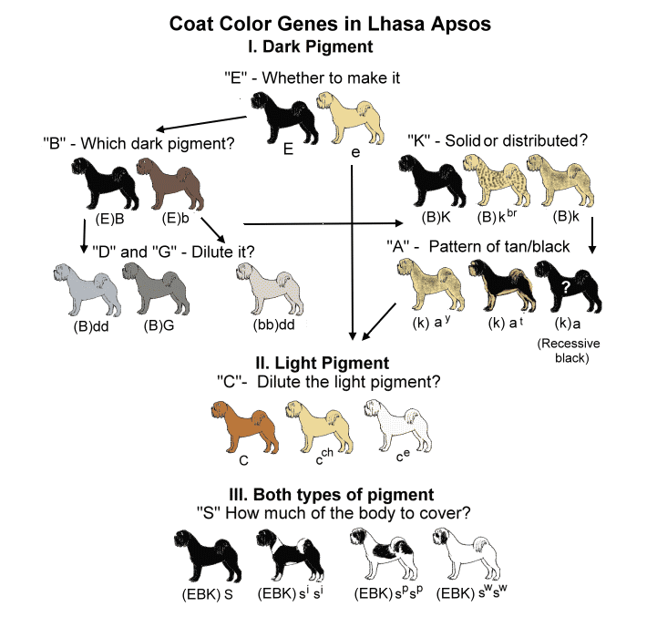 Dog Coat Colors Chart