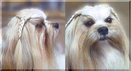 muzzle for lhasa apso